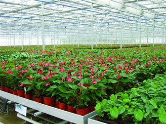 Humidificateurs pour serres de sélection de fleurs