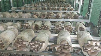 Mushroom Planting Greenhouse Humidifier